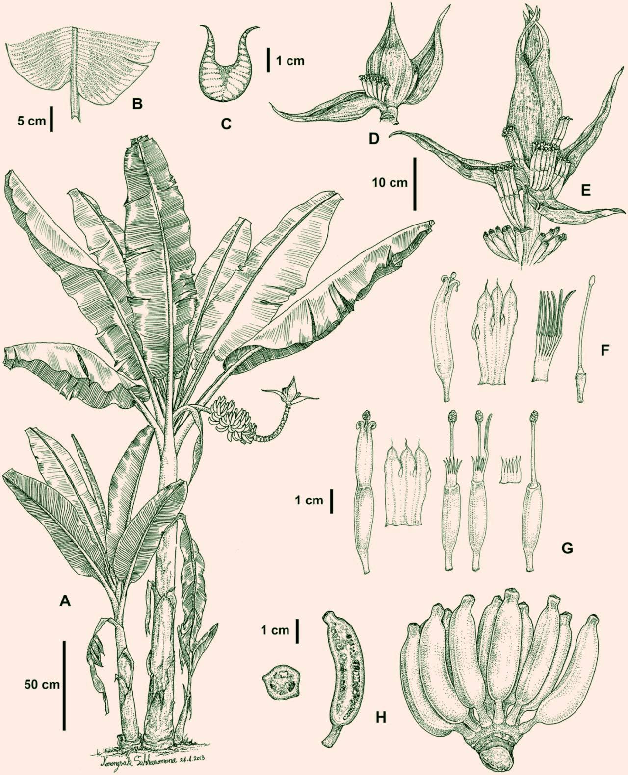 现代植物分类学发现新物种的记录是否还依赖手绘图像？ - 知乎
