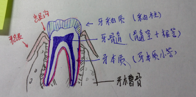 猫说睡前一定要刷牙哦