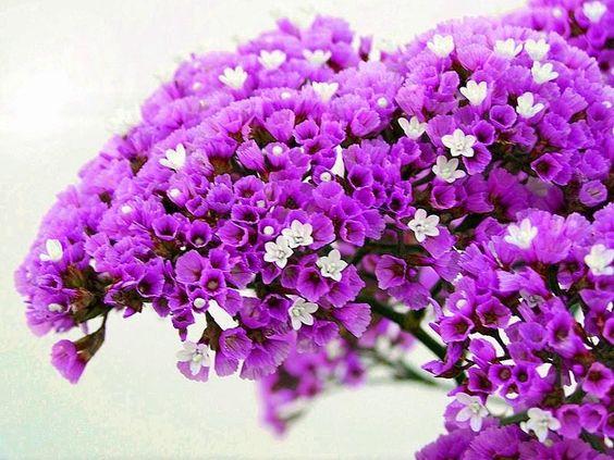 有哪些英文翻译很美的花? - 军焰的回答