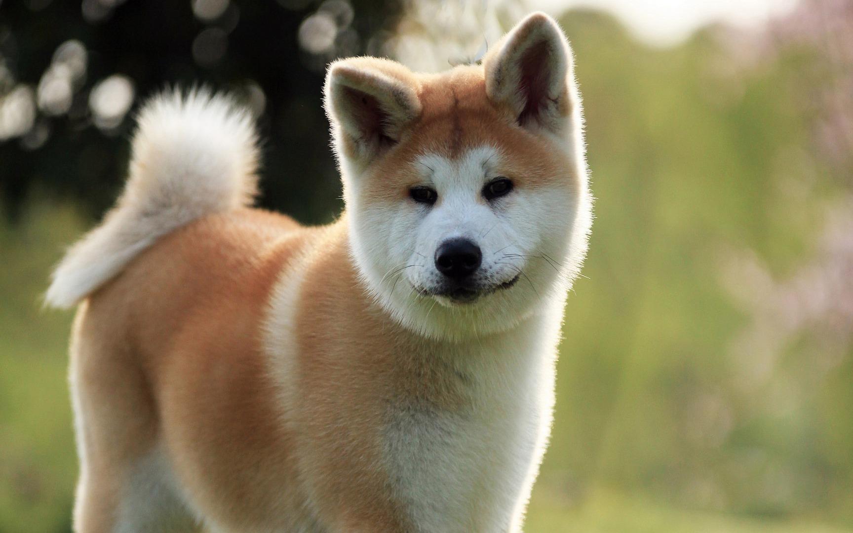 秋田犬—动物图片—美图美秀
