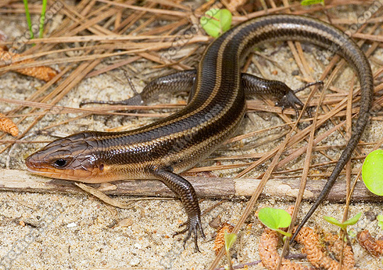 长了四条腿的蛇在乡下