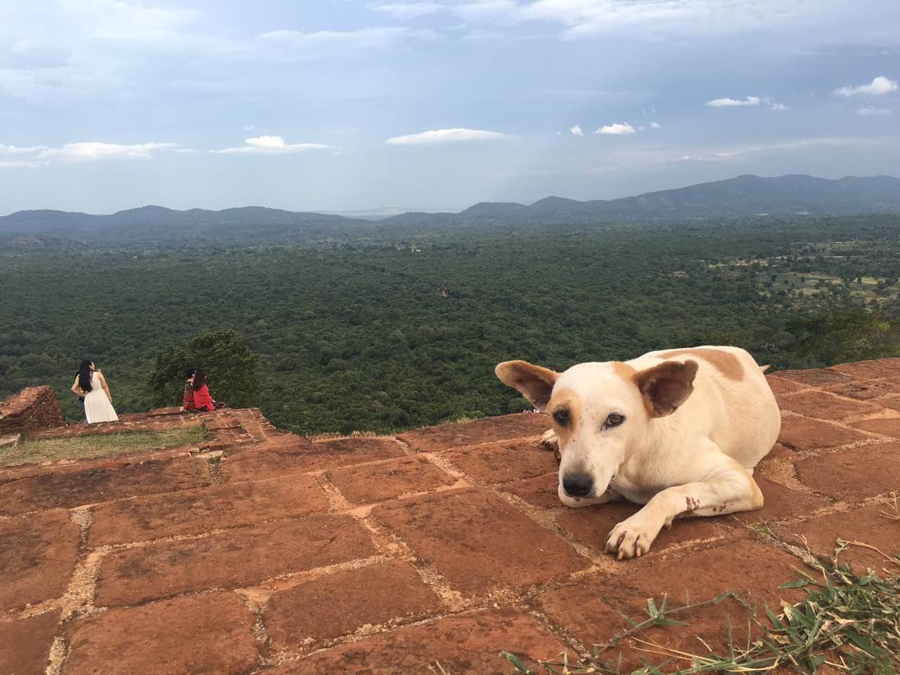 暑假想出国做义工,有没有比较规范的国际义工