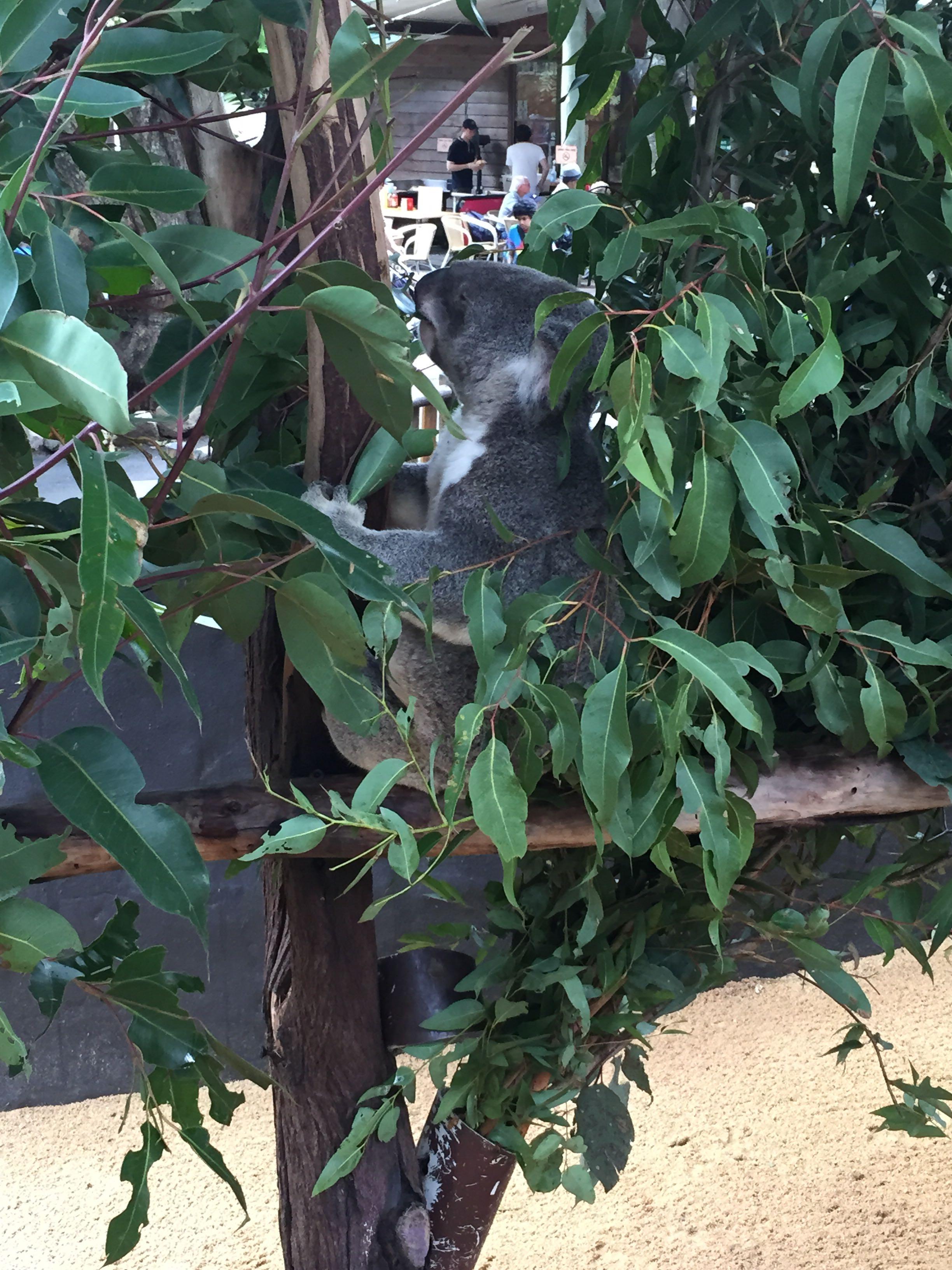 布里斯班有什么好玩、好吃的地方? - 朱菁雅的