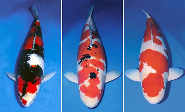 "御三家"锦鲤-(爱鳞会的网站:錦鯉の協会 | 全日本愛鱗会,这是目前