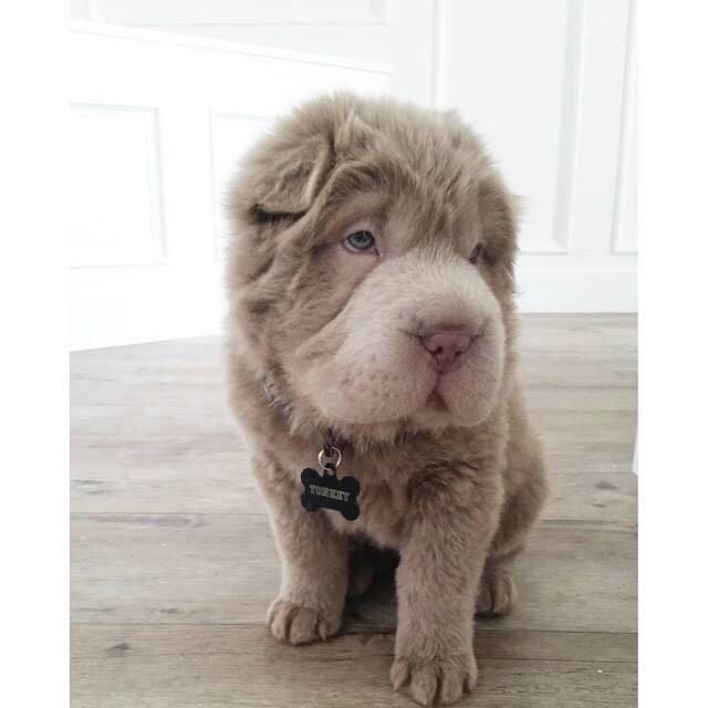 ins上走红的沙皮犬tonkey具体是什么品种呀?