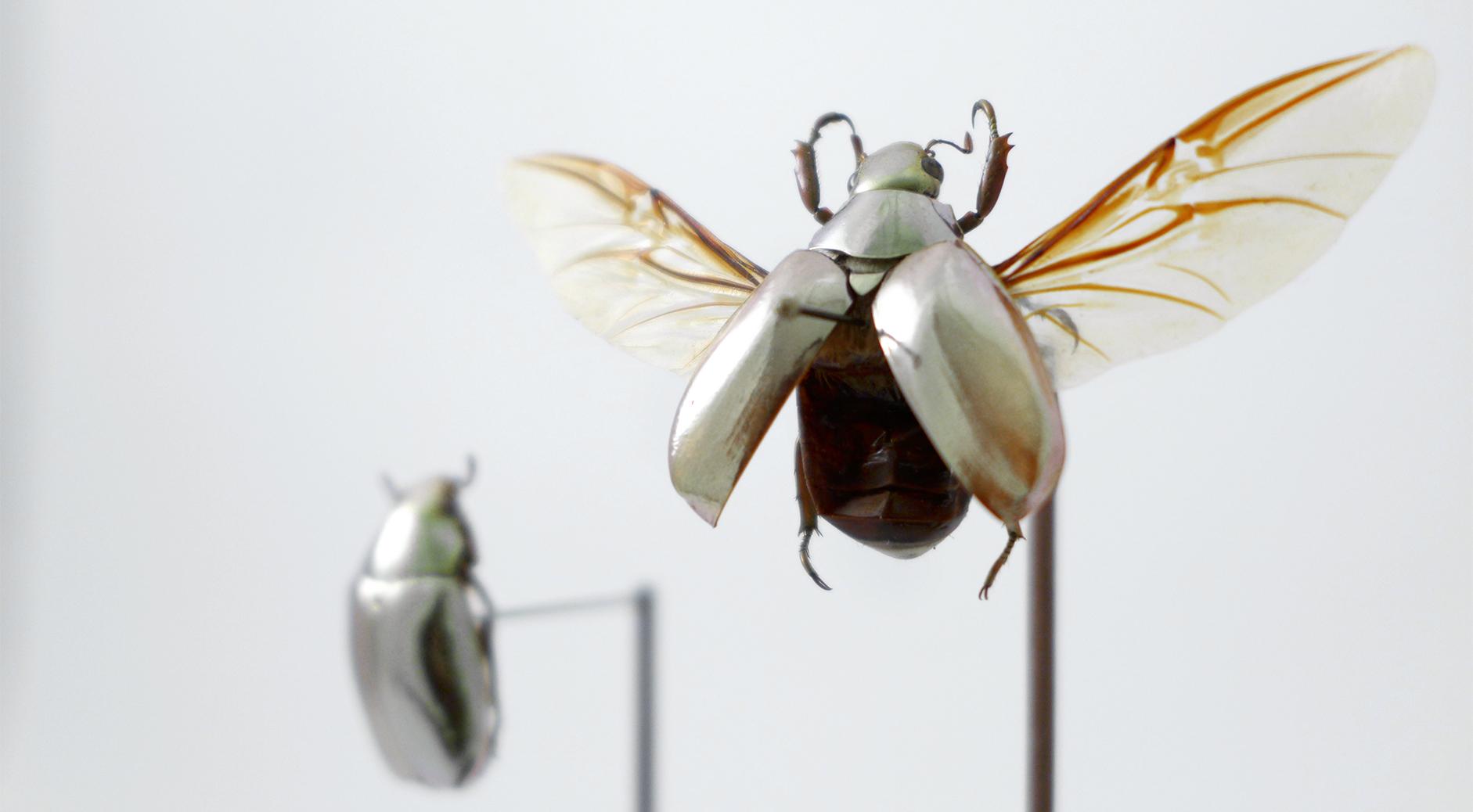 宝石金龟  plusiotis optima  图片出处flickr显示全部