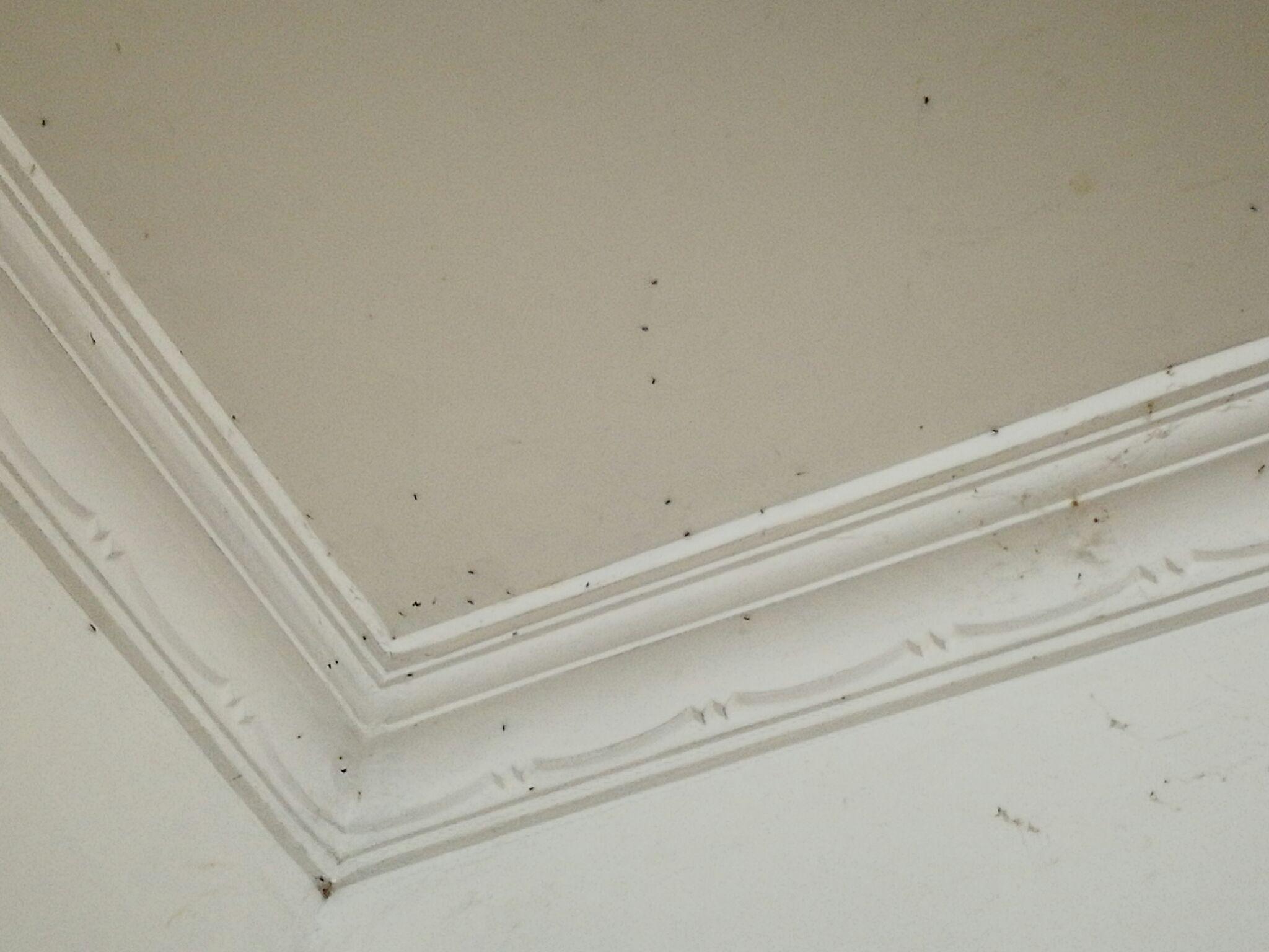 家里天花板墙壁突然多了好多这样的虫子,求助