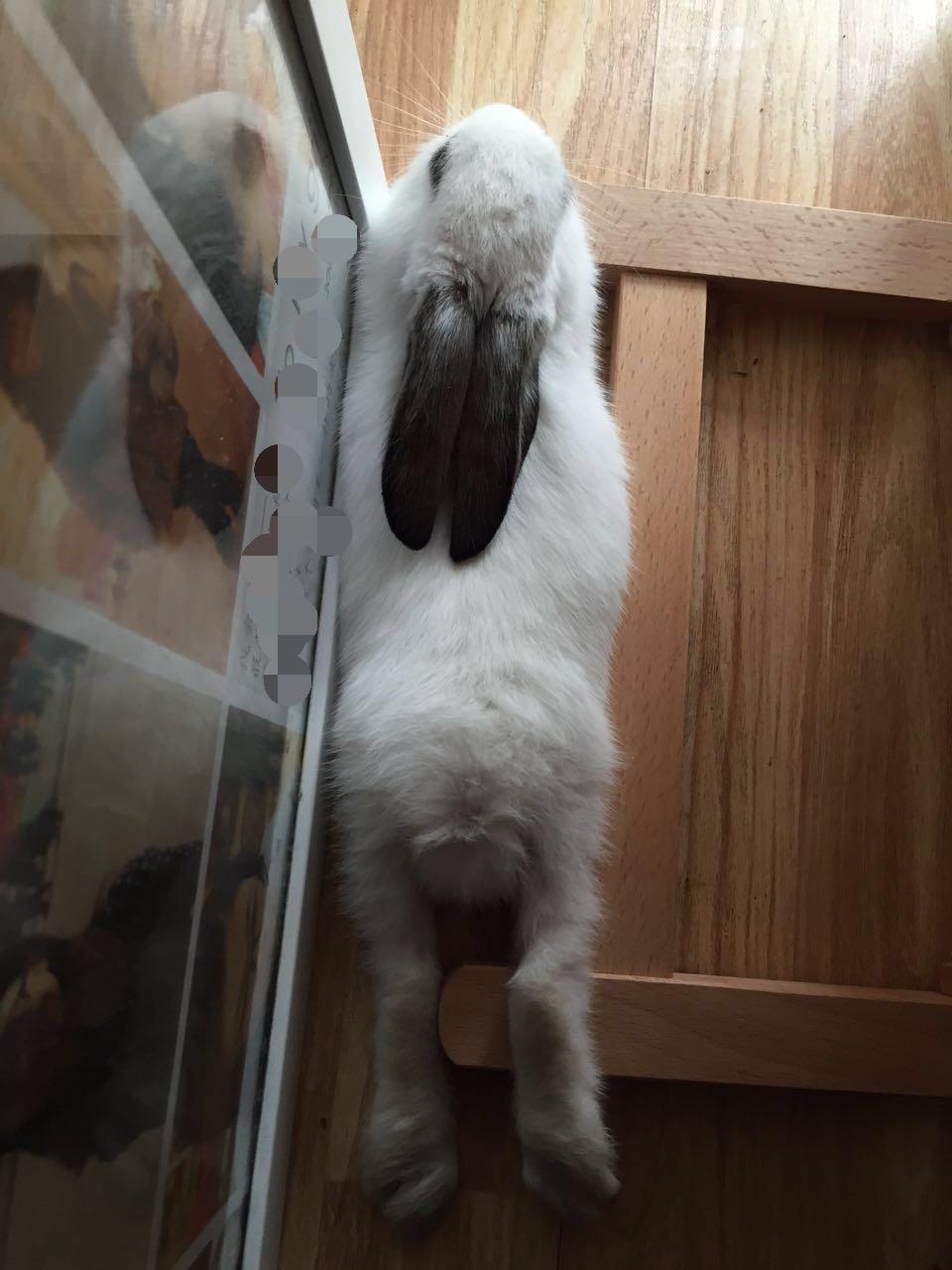 有人在养海棠兔吗?求介绍,求说说。? - 知乎