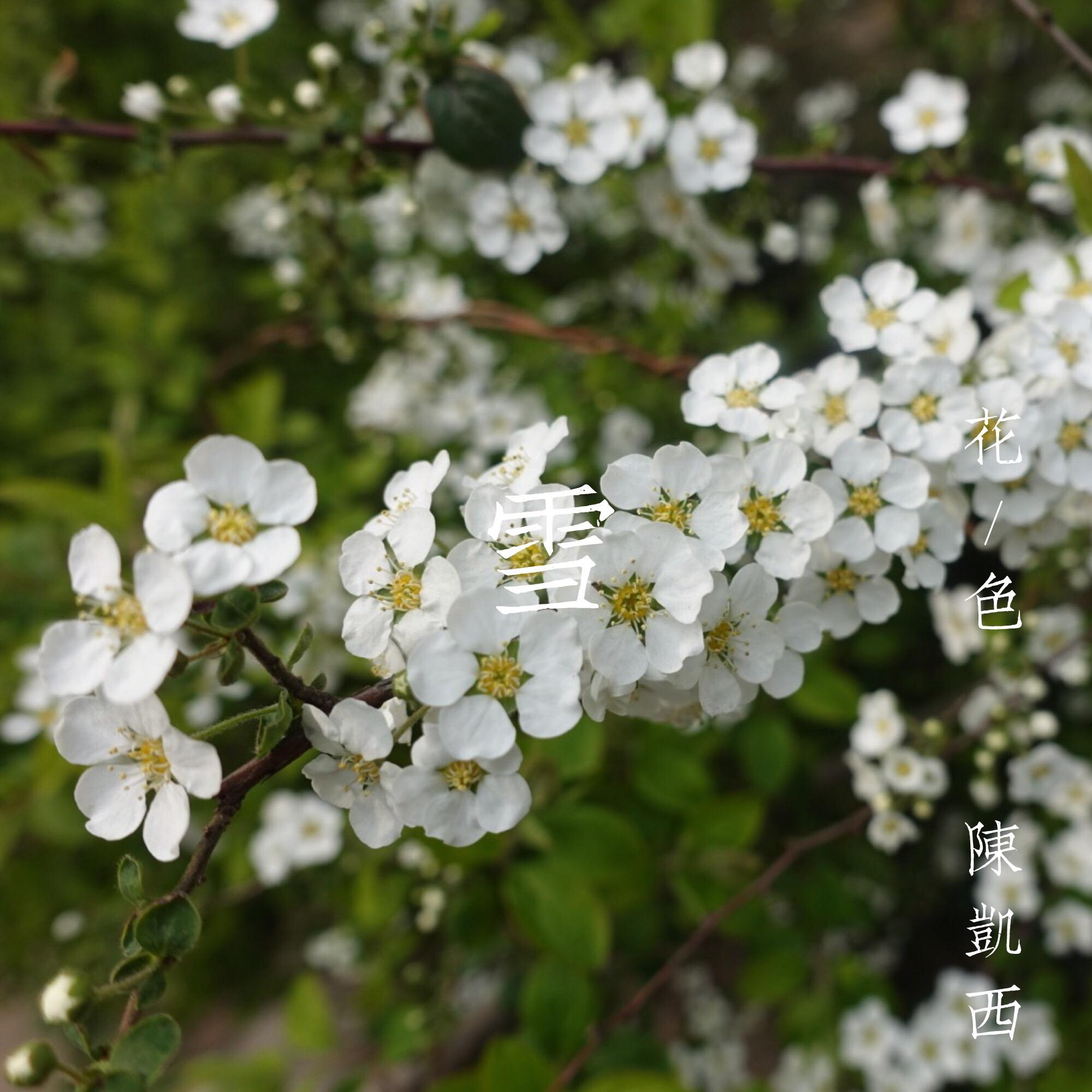 来自赏花前线的播报
