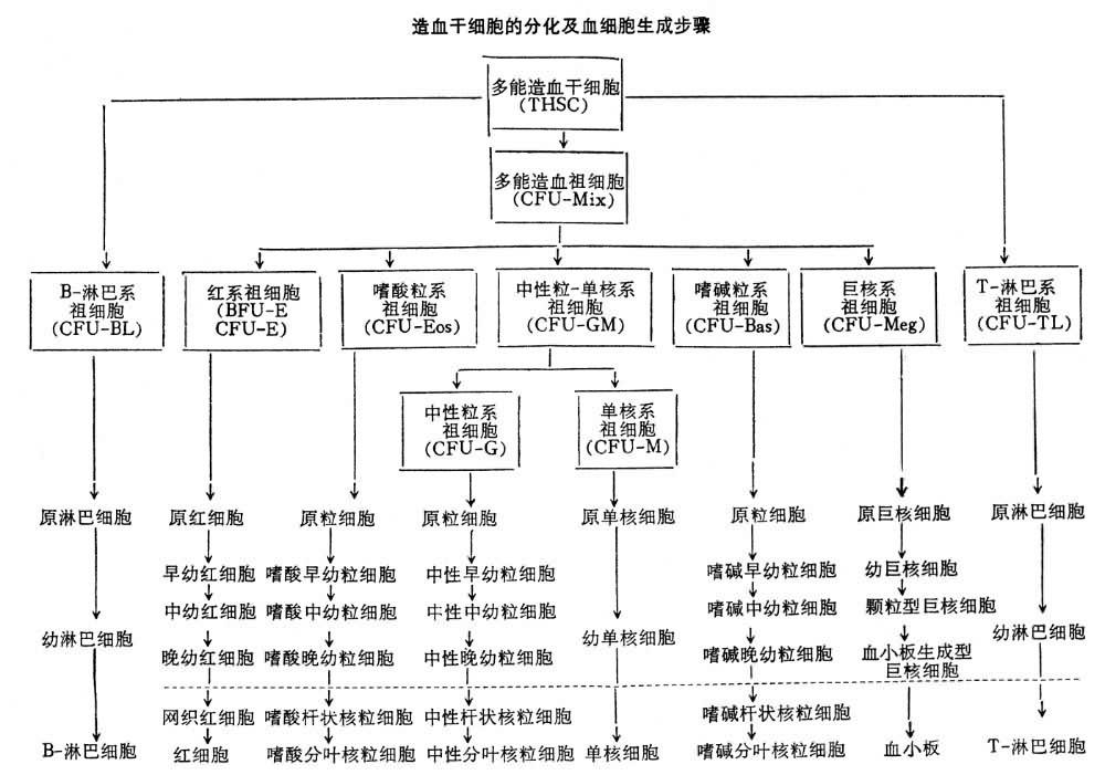 如下图 那么这张图表示了从造血干细胞到成熟的血细胞的分化过程,以