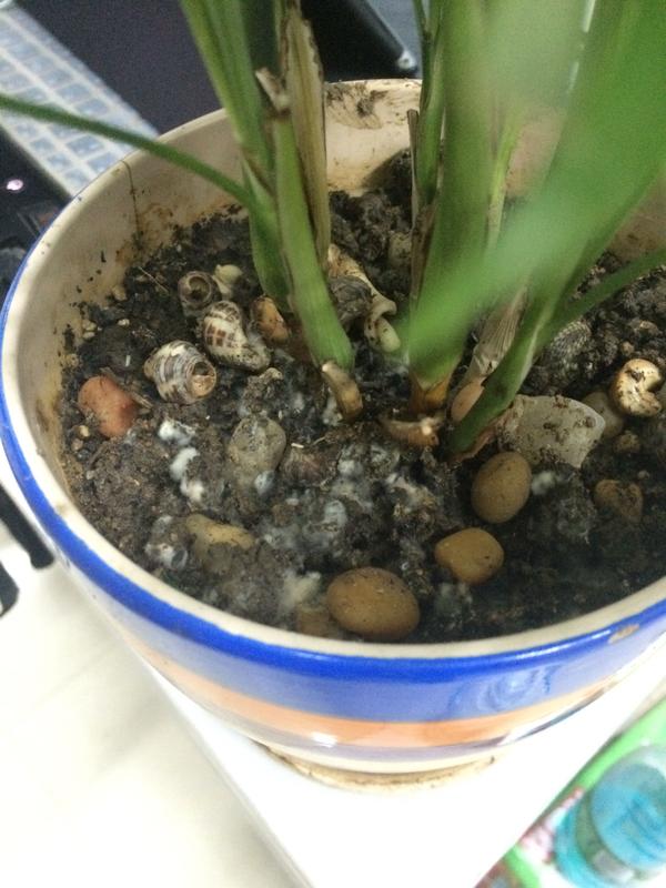 植物的土壤发霉了 知乎