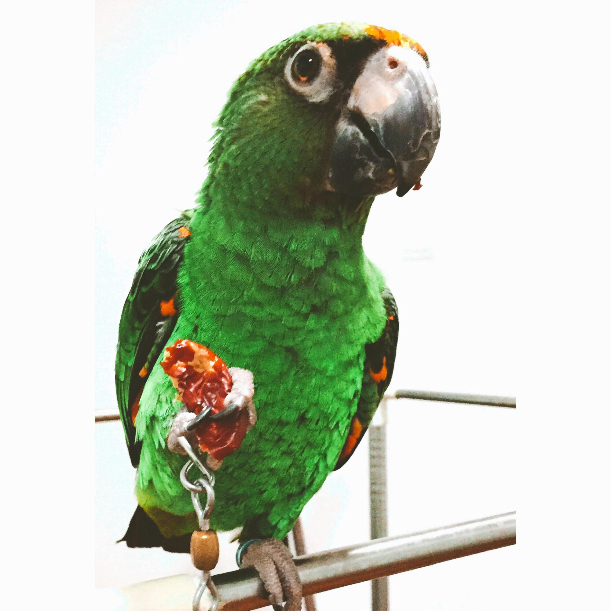 养狗人士常说「我家的狗不咬人」是一种什么心