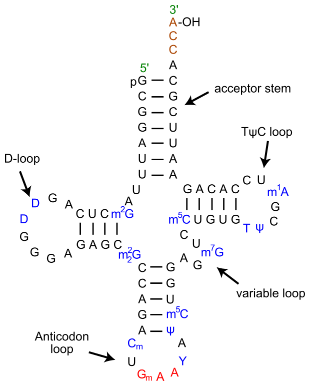 为什么 RNA 双链很稳定，但是生物体内 RNA 都是单链的呢？ - 知乎