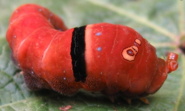 红毛虫进化图片