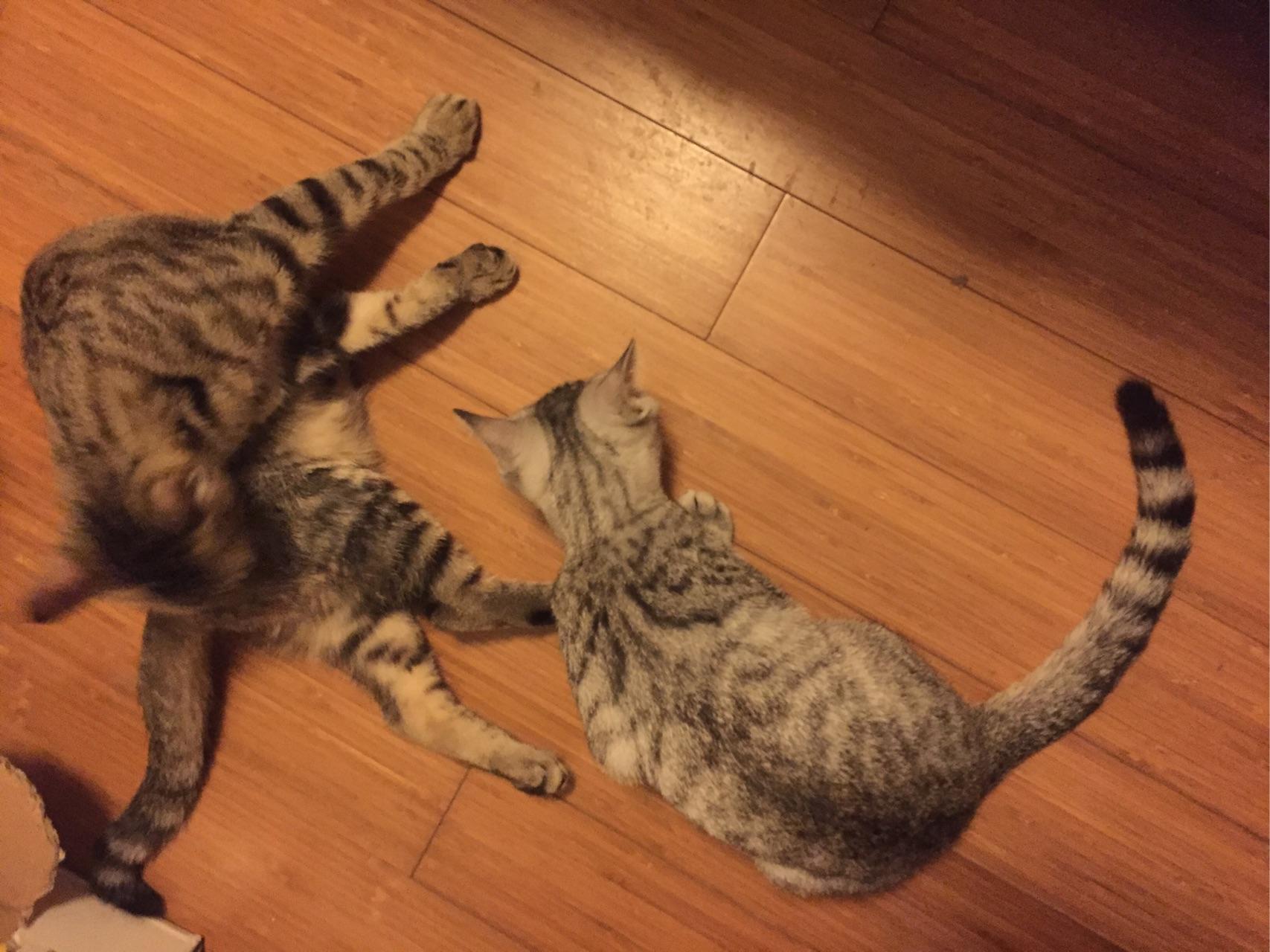 有癫痫的猫如何照顾? - 兽医