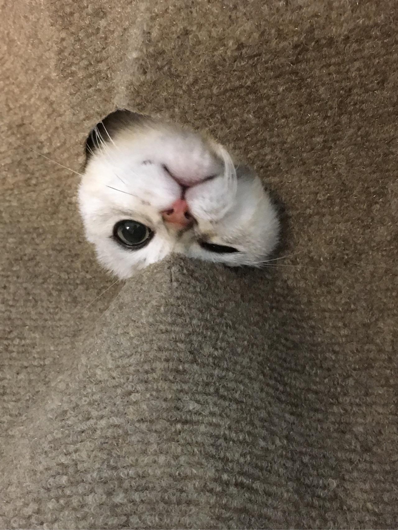 有哪些性价比很高的猫玩具? - 宠物 - 知乎