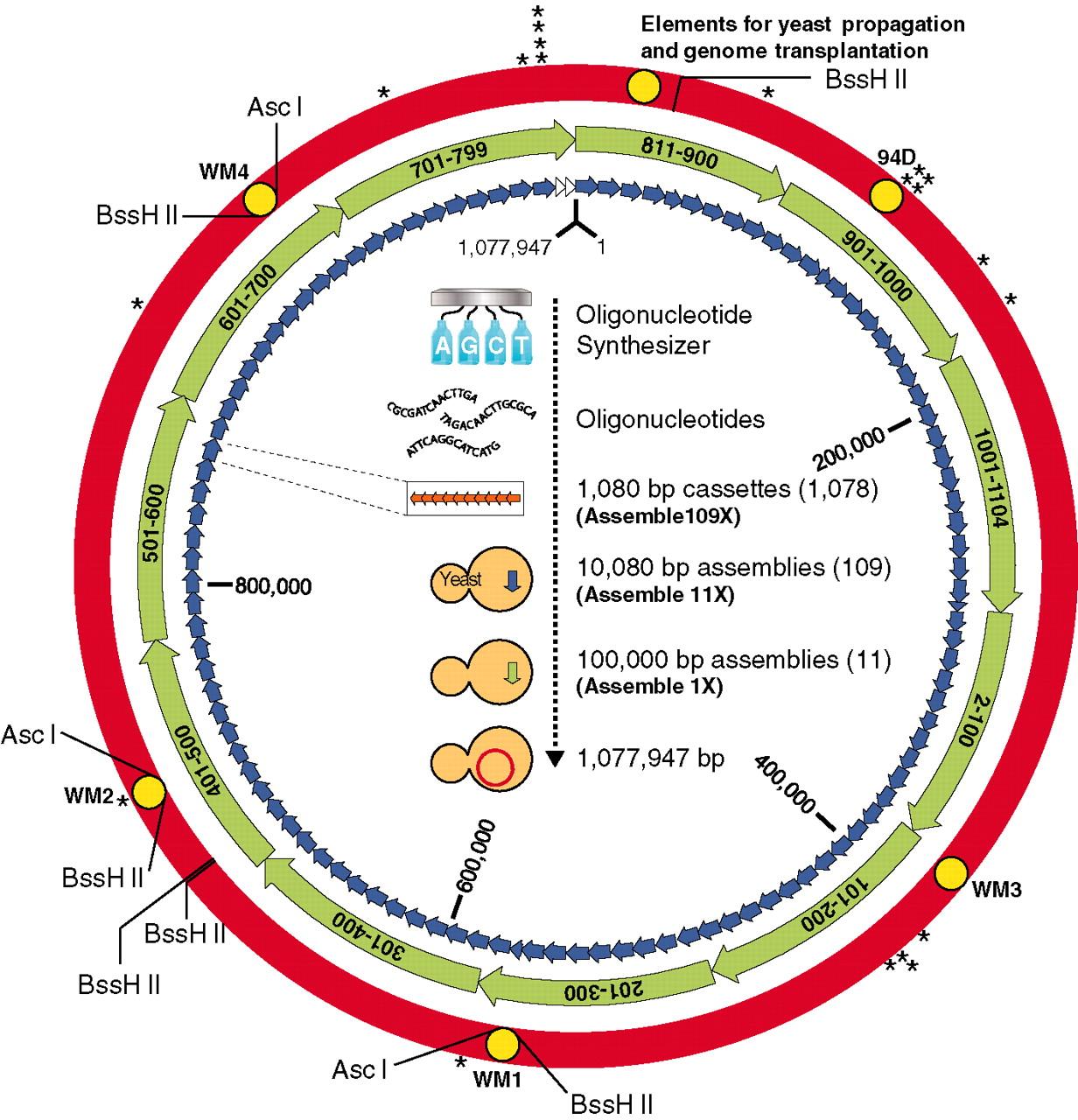 mycoides genome in yeast a synthetic  m