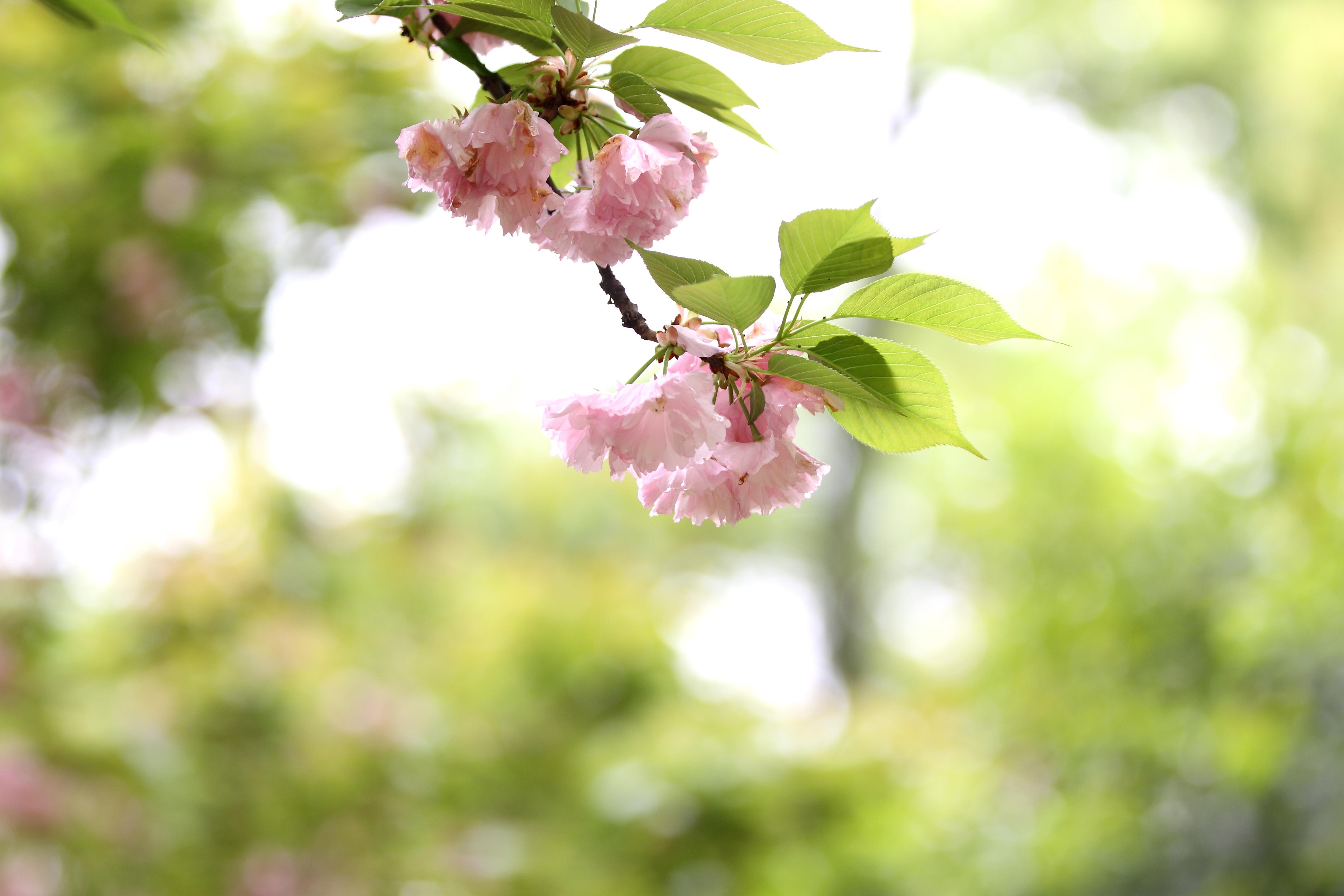 你所期待的春天是什么样子