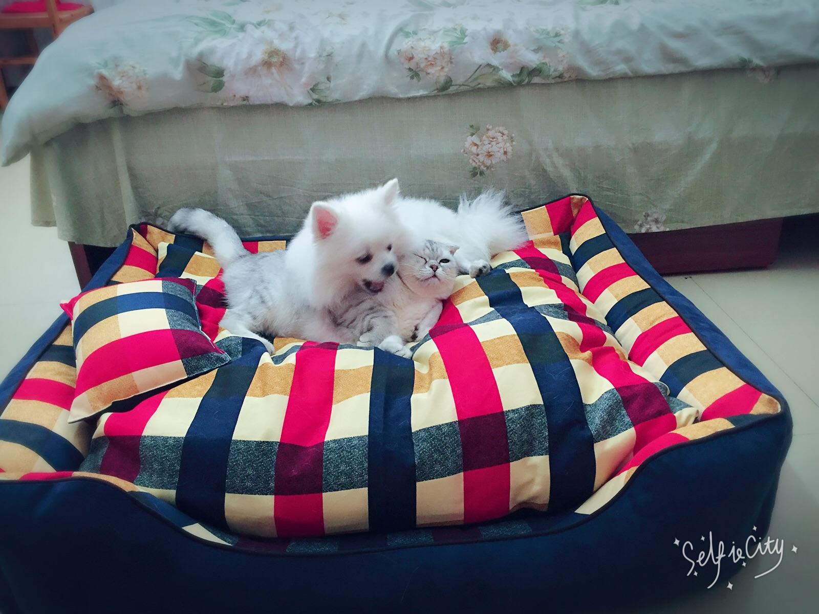 为什么狗打不过猫? - 韩家小野的回答 - 知乎