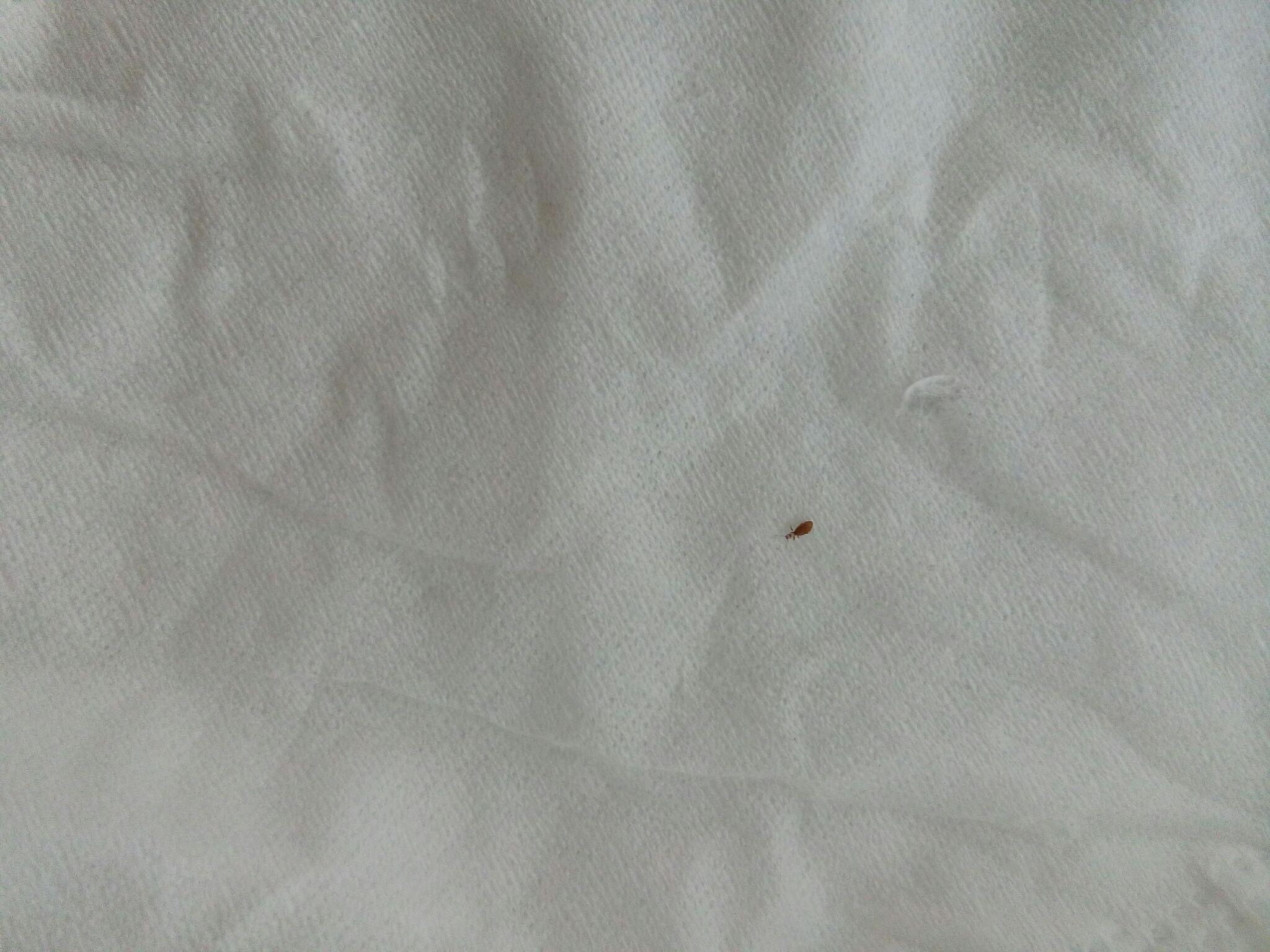 柜子和床上出现的一毫米深褐色小虫是什么