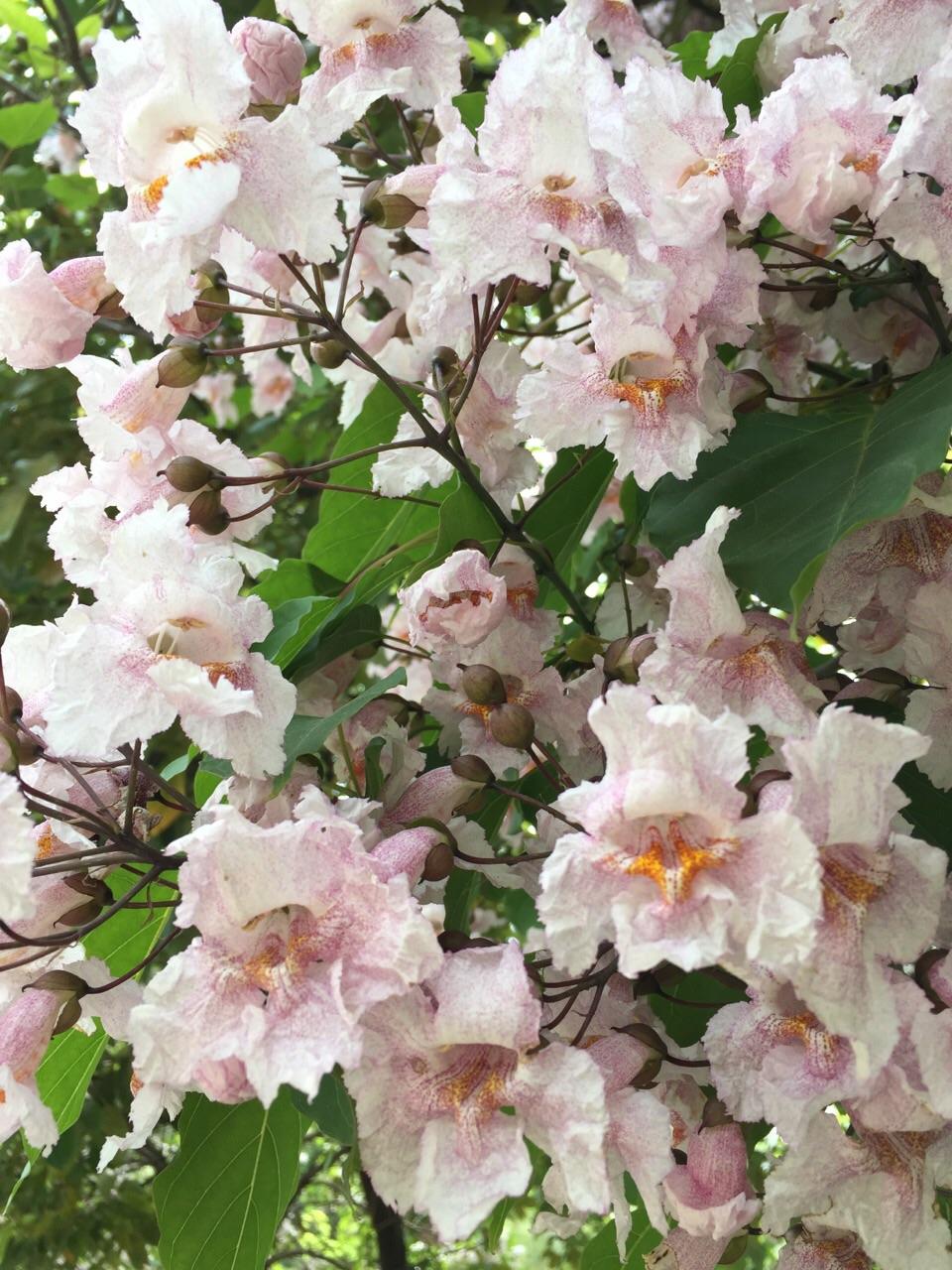 想知道这是什么花?满足下我的好奇心。如图 -