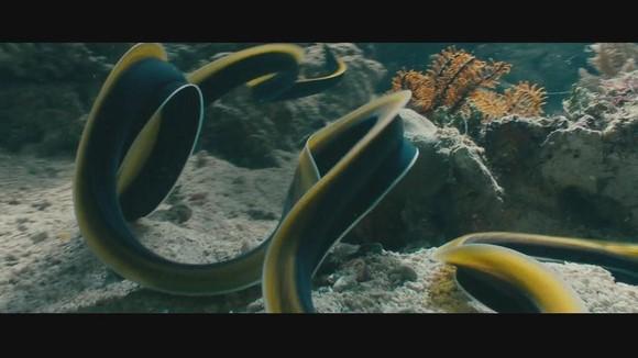 纪录片海洋中出现了哪些动物?