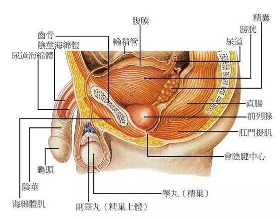 女性尿道球腺开口照片图片