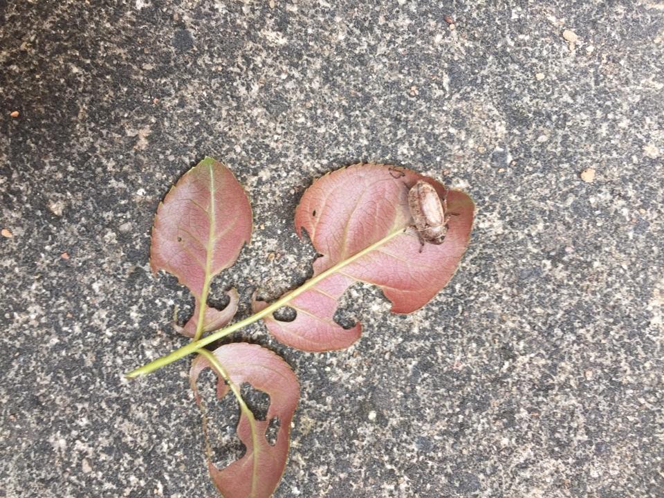 我在月季花上发现了这种虫子用什么农药?