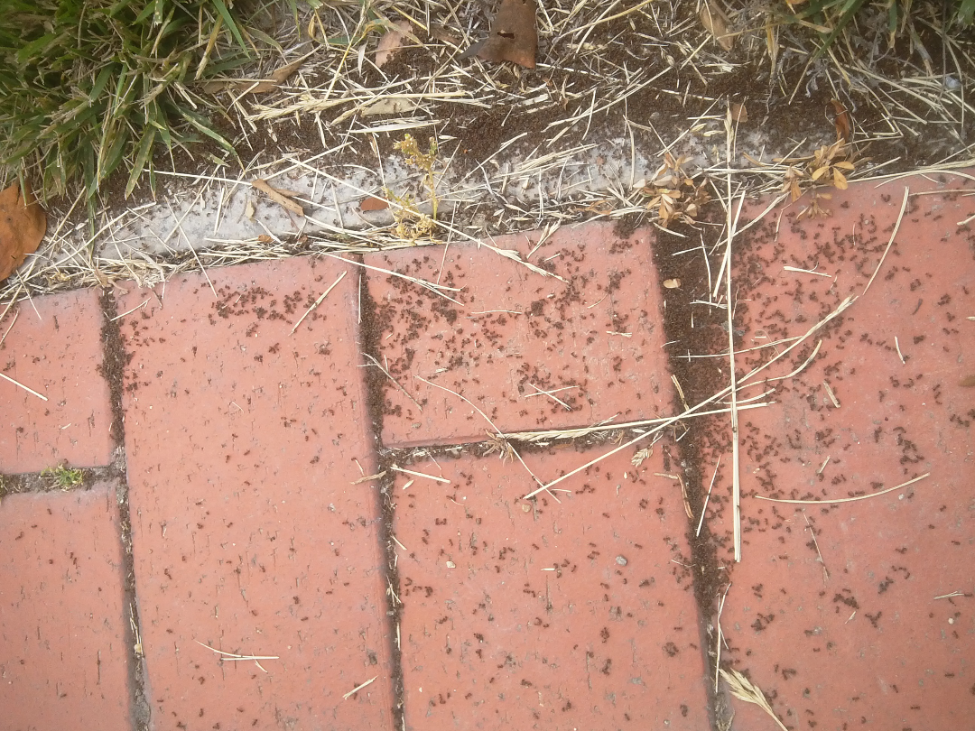 草地铺道蚁真实图片