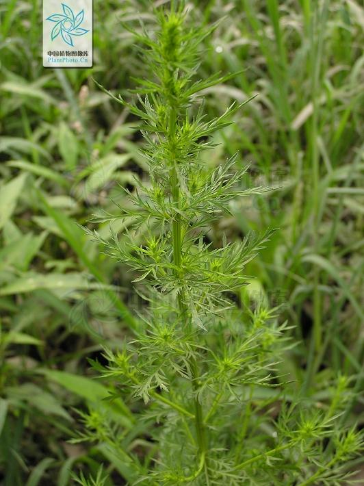 为什么青蒿素是从黄花蒿里提取的? - 知乎