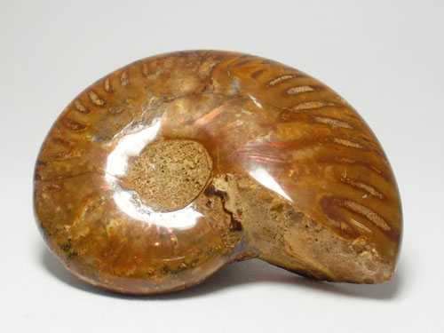 图1-1 菊石实体化石