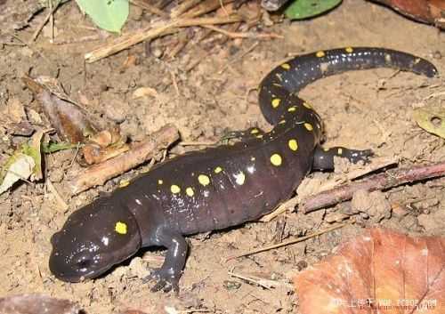 蝾螈.我看过好几部都用过这个音效.