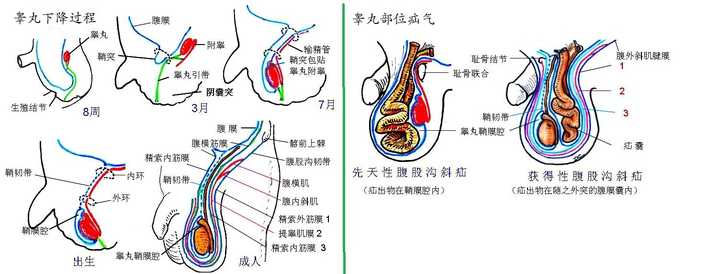 胚胎睾丸下降过程动画图片