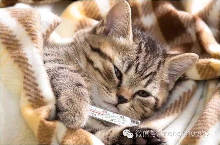 猫得了感冒会自己好吗 知乎 猫得了感冒会自己好吗 知乎