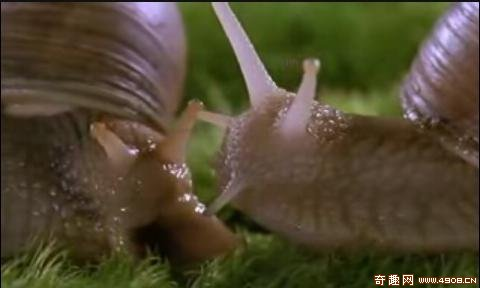 蜗牛是如何出生的 知乎