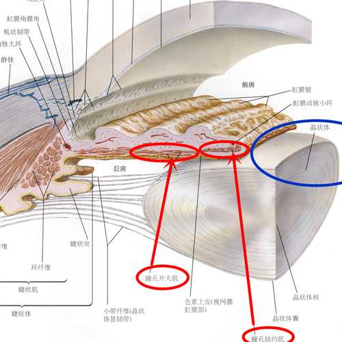 瞳孔括约肌图片