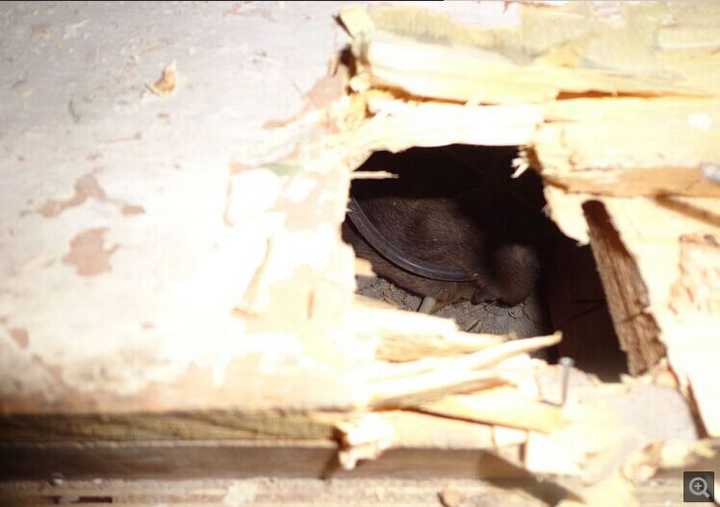 家里闻到死老鼠的味道 有什么办法迅速找到 赵宇的回答 知乎