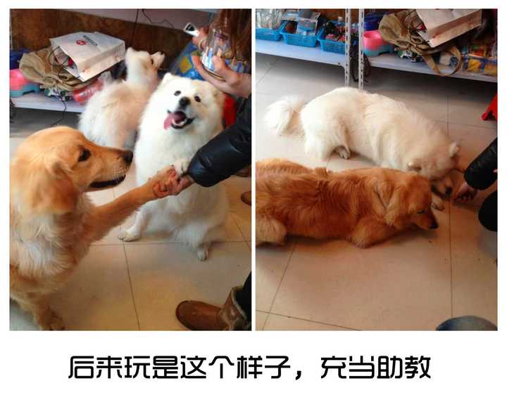 新手如何正确调教破坏王哈士奇 知乎 新手如何正确调教破坏王哈士奇 知乎