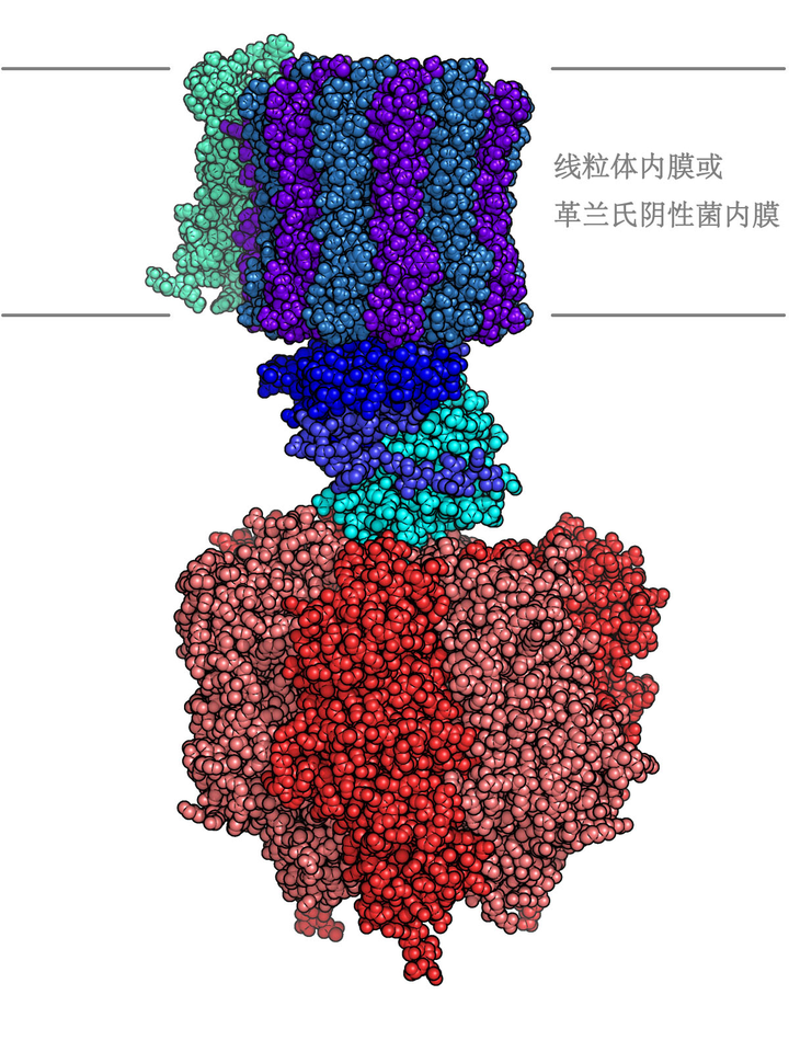 合成一分子ATP需要多少H+? - 知乎