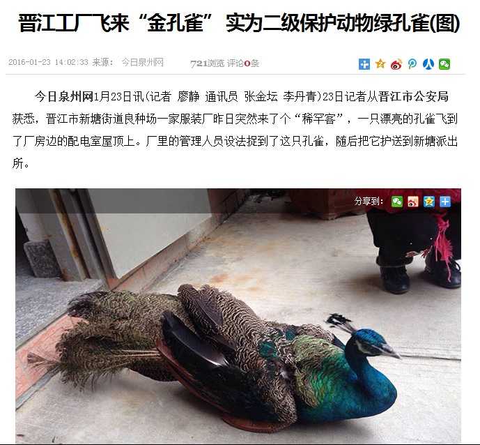 孔雀有哪几种种类 如何分辨雄雌 知乎