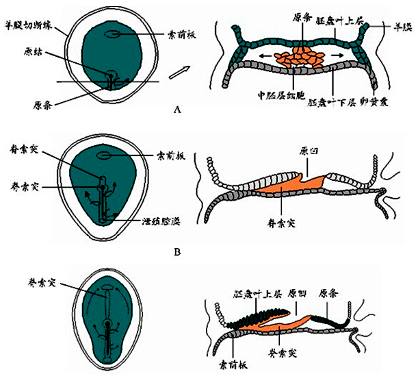 由三胚层,十九世纪有一位动物学家提出了人类的三胚层型躯体结构如下