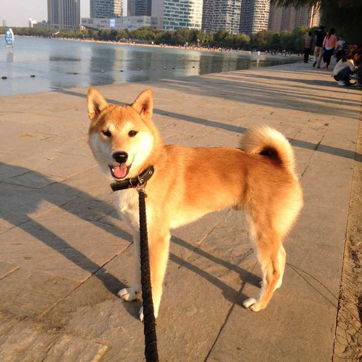 中华田园犬 柴犬和秋田犬的区别是什么 知乎