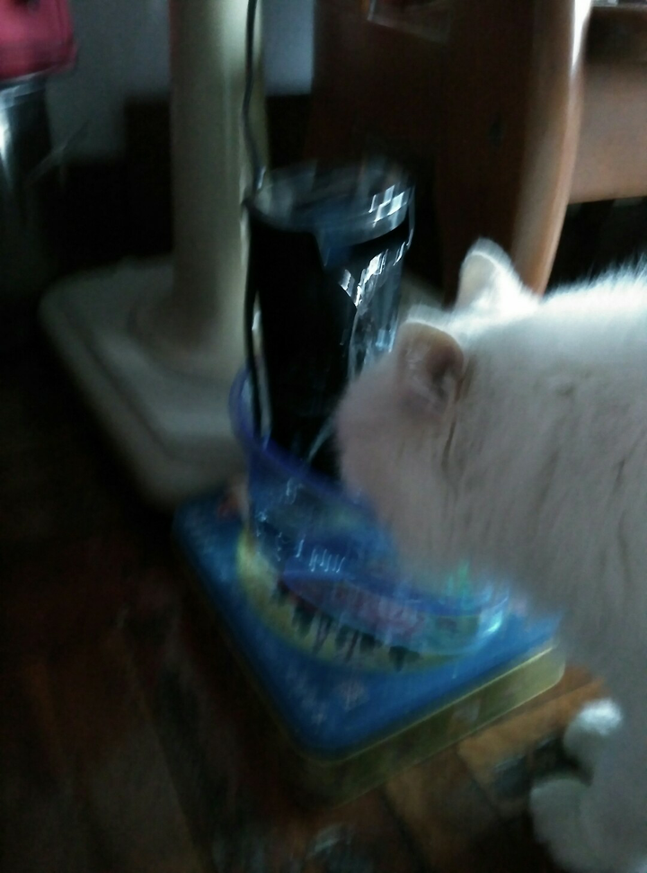 猫咪饮水机 哪些品牌值得入手 知乎 猫咪饮水机 哪些品牌值得入手 知乎