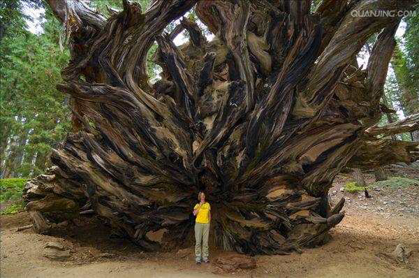 世界上单体最巨大的植物是什麼?