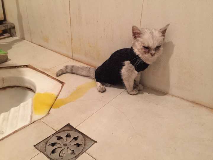 请各位帮帮忙,关于猫咪的肝腹水问题?