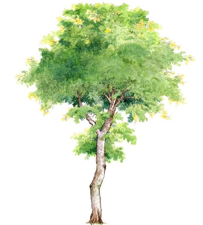 手绘灌木丛怎么画,低矮灌木丛简笔画,一大片草丛简笔画_大山谷图库