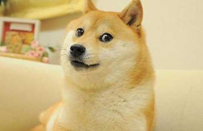 中华田园犬 柴犬和秋田犬的区别是什么 知乎 中华田园犬 柴犬和秋田犬的区别是什么 知乎