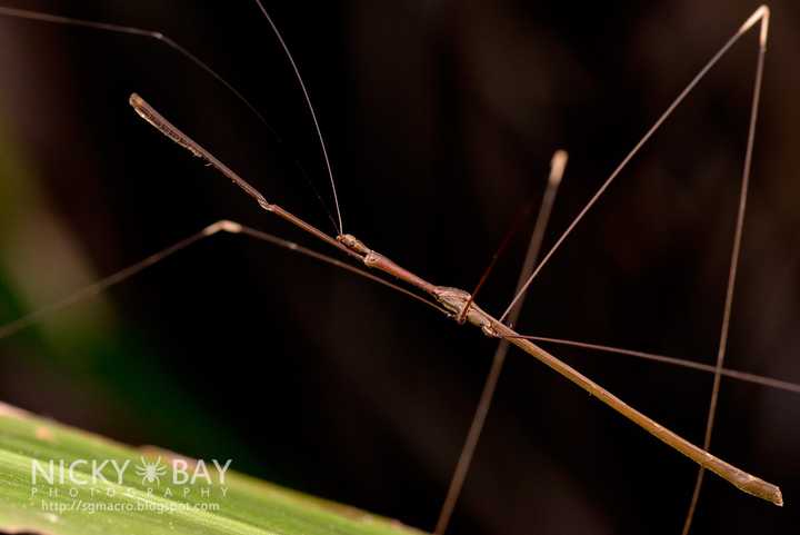 半翅目 蚊猎蝽亚科 樇猎蝽