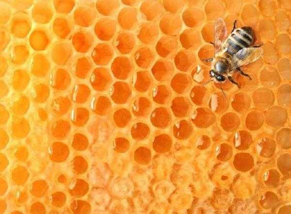 最普遍的造假:给蜜蜂喂食蔗糖