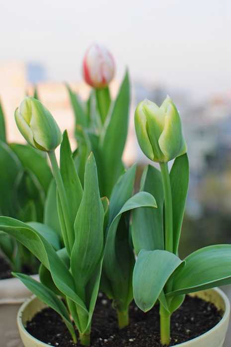 男生要是第一次养花的话,有什么好的推荐吗?